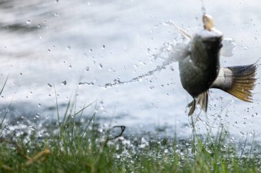 Asya levreği ya da Barramundi için yem.