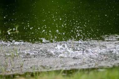 Su yüzeyi levreğin yeme saldırmasıyla kırılmış.