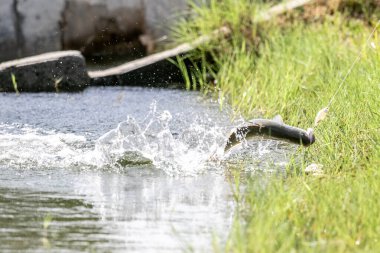 Asya levreği ya da Barramundi için yem.