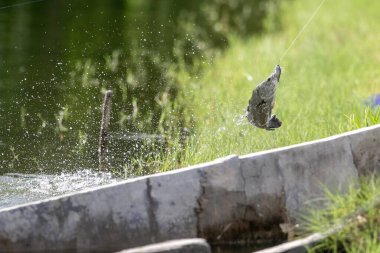 Asya levreği ya da Barramundi için yem.