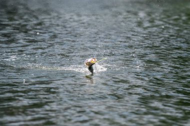 Asya levreği ya da Barramundi için yem.