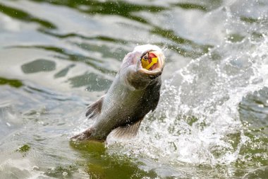 Asya levreği ya da Barramundi için yem.