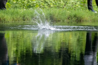 Asya levreği ya da Barramundi yem avlama oyunu