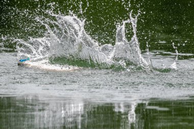 Asya levreği ya da Barramundi yem avlama oyunu