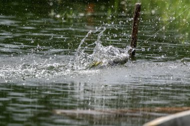 Asya levreği ya da Barramundi yem avlama oyunu