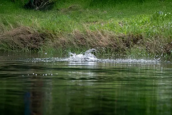 Asya levreği ya da Barramundi yem avlama oyunu