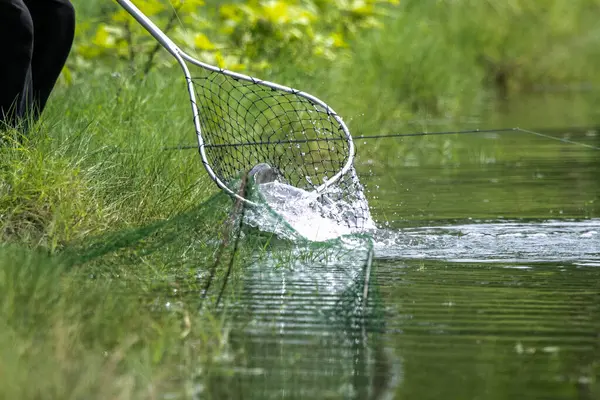 Asya levreği ya da Barramundi yem avlama oyunu