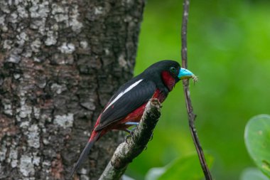 Siyah-kırmızı Broadbill 'in sahil ve nehir ovalarında yaşayan ebedi yeşil ormanlar.
