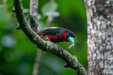 Siyah-kırmızı Broadbill 'in sahil ve nehir ovalarında yaşayan ebedi yeşil ormanlar.