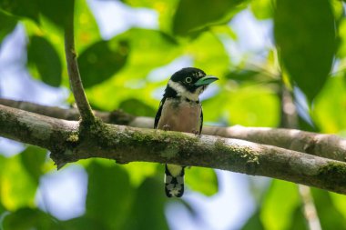 Siyah ve sarı geniş gagalı gaganın siyah bir kafası, göğüs bandı ve üst parçaları vardır.