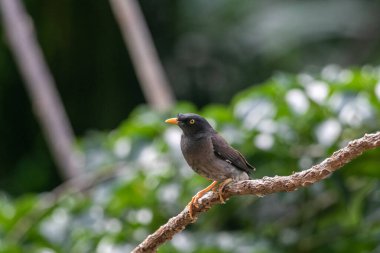  Orman Myna (Acridotheres fuscus), sığırcık familyasından bir Myna türüdür..