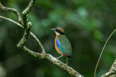 Mangrove Pitta megarhyncha Parlak renkli siyah maske, yeşil ve siyah kanatlar.