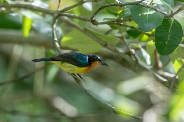 Yakut yanaklı Güneş Kuşu 