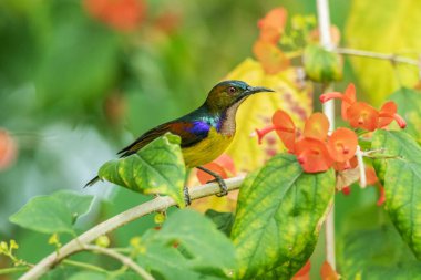 Brown gerdanlı sunbird, düz gerdanlı sunbird