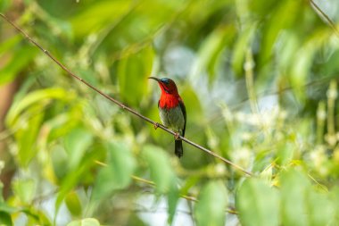 Kızıl Güneş Kuşu (Aethopyga siparaja)