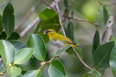 Swinhoe 'nun beyaz gözü (