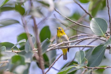 Swinhoe 'nun beyaz gözü (
