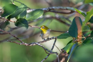 Swinhoe 'nun beyaz gözü (