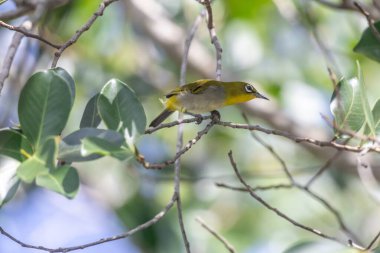 Swinhoe 'nun beyaz gözü (
