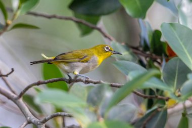 Swinhoe 'nun beyaz gözü (