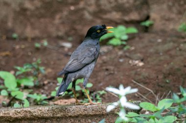  Orman Myna (Acridotheres fuscus), sığırcık familyasından bir Myna türüdür..