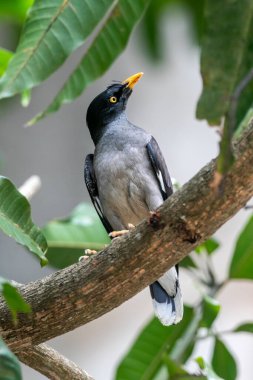  Orman Myna (Acridotheres fuscus), sığırcık familyasından bir Myna türüdür..