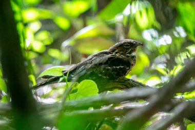 Büyük kuyruklu gece kavanozu (Caprimulgus macrurus) Caprimulgidae familyasından bir gece kavanozu türüdür..