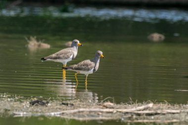 Gri başlı kanat (Vanellus cinereus), Çin 'in kuzeydoğusunda ve Japonya' da yaşayan bir kuş türü.