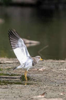 Gri başlı kanat (Vanellus cinereus), Çin 'in kuzeydoğusunda ve Japonya' da yaşayan bir kuş türü.
