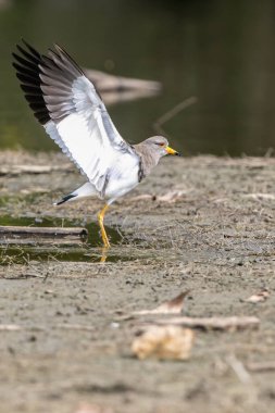 Gri başlı kanat (Vanellus cinereus), Çin 'in kuzeydoğusunda ve Japonya' da yaşayan bir kuş türü.