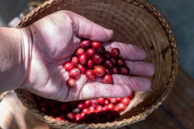 Kırmızı kahve kirazı, kaliteli kahve tarlalarından ham madde iyi topraktan.