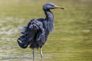 Pasifik resif balıkçıl (Egretta sacra), balıkçılgiller (Egretta) familyasından bir balıkçıl türü.