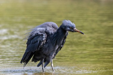 Pasifik resif balıkçıl (Egretta sacra), balıkçılgiller (Egretta) familyasından bir balıkçıl türü.