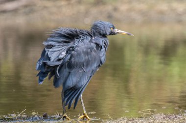 Pasifik resif balıkçıl (Egretta sacra), balıkçılgiller (Egretta) familyasından bir balıkçıl türü.