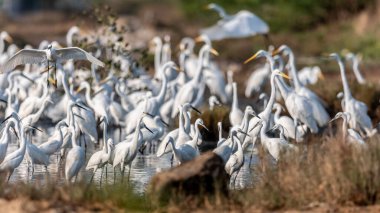 Bitternler, balıkçıllar ve balıkçıllar uzun boyunlu uzun bacaklı ve mızraklı balıklar ve diğer avlar için sivri uçlu kuşlardır.