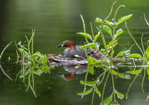 Küçük yunus, sivri gagalı küçük bir su kuşudur.