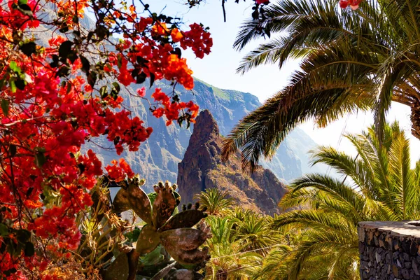 Scenic Berglandschap Cactus Vegetatie Zonsondergang Panorama Tenerife Mascavallei Canarische Eiland — Stockfoto