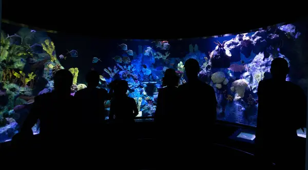 Familiensilhouetten Beim Anblick Von Aquarienfischen Unterhaltung Und Freizeit Aquarium Stockbild