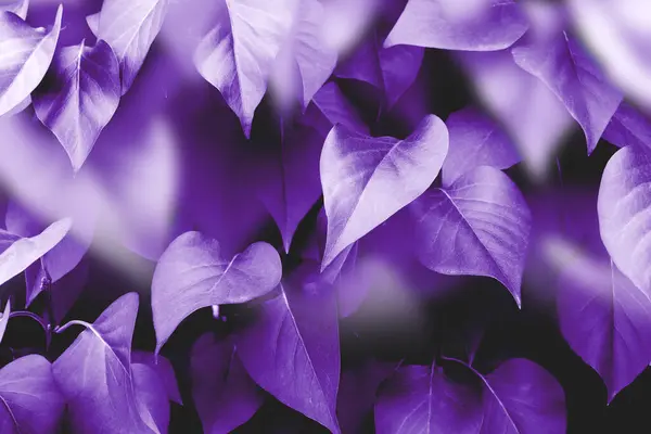 Surreal Artistic Purple Foliage Violet Background Image Autumn Leaves Colors Stock Picture