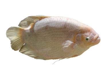 Tropikal ve nehir balığı.