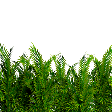 Tropikal doğa saydam arkaplan üzerinde izole edildi. Bitkilerin ve çalıların arkaplanı. Bambu yaprakları ve gövdeleri..