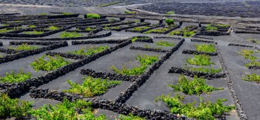 Volkanik üzüm bağlarıyla manzaralı. Lanzarote. Kanarya Adaları. İspanya.