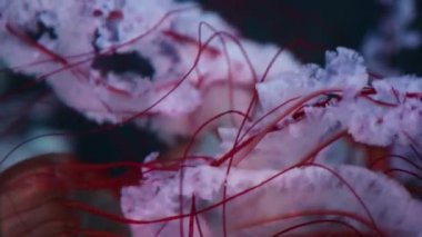 Suyun içinde yüzen güzel denizanaları. Denizanaları okyanusta yüzer, ışık suyun içinden geçer.