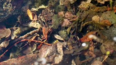 Nehir dibi yapraklar ve taşlarla kaplı. Doğa ve su arka planı. Göletin dibindeki tortular.