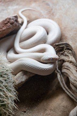 Teraria minimalist bir zemin üzerinde zarif bir şekilde sarmalanmış albino bir yılan.