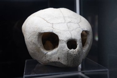 Dev Galapagos kaplumbağasının kemikleri ve kafatası.