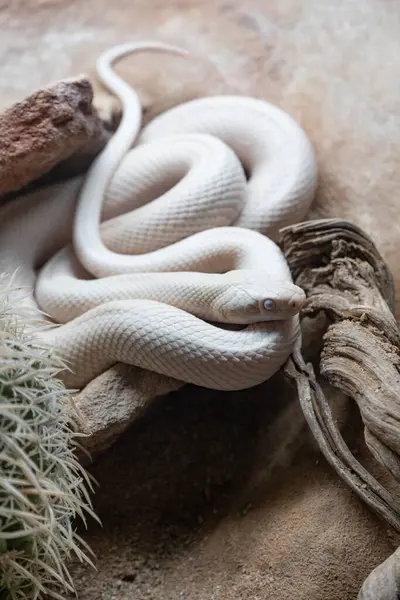 Teraria minimalist bir zemin üzerinde zarif bir şekilde sarmalanmış albino bir yılan.