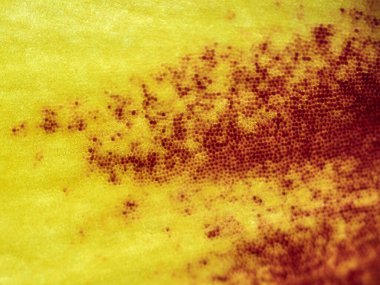 Mikroskop altında güzel sonbahar yaprağı desenleri