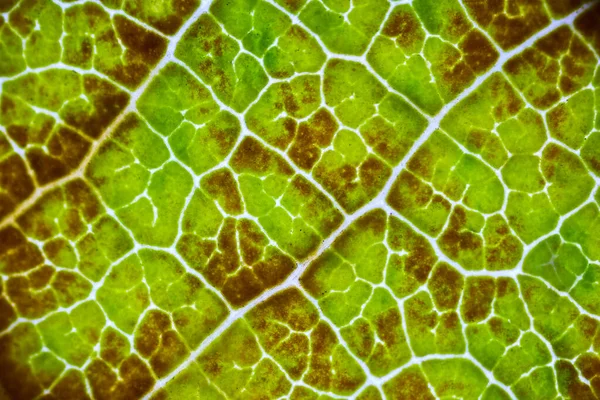 Krásné Podzimní Listy Vzory Pod Mikroskopem — Stock fotografie