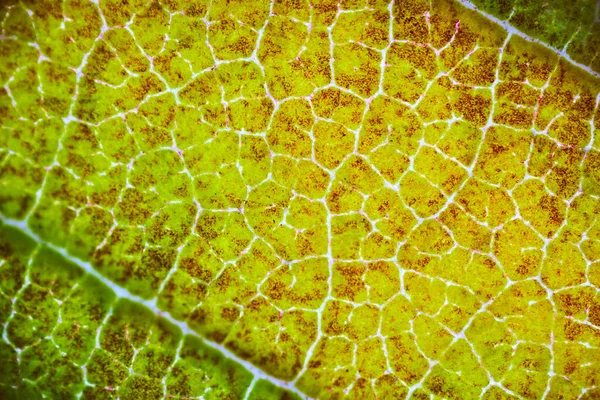Belos Padrões Folha Outono Sob Microscópio — Fotografia de Stock